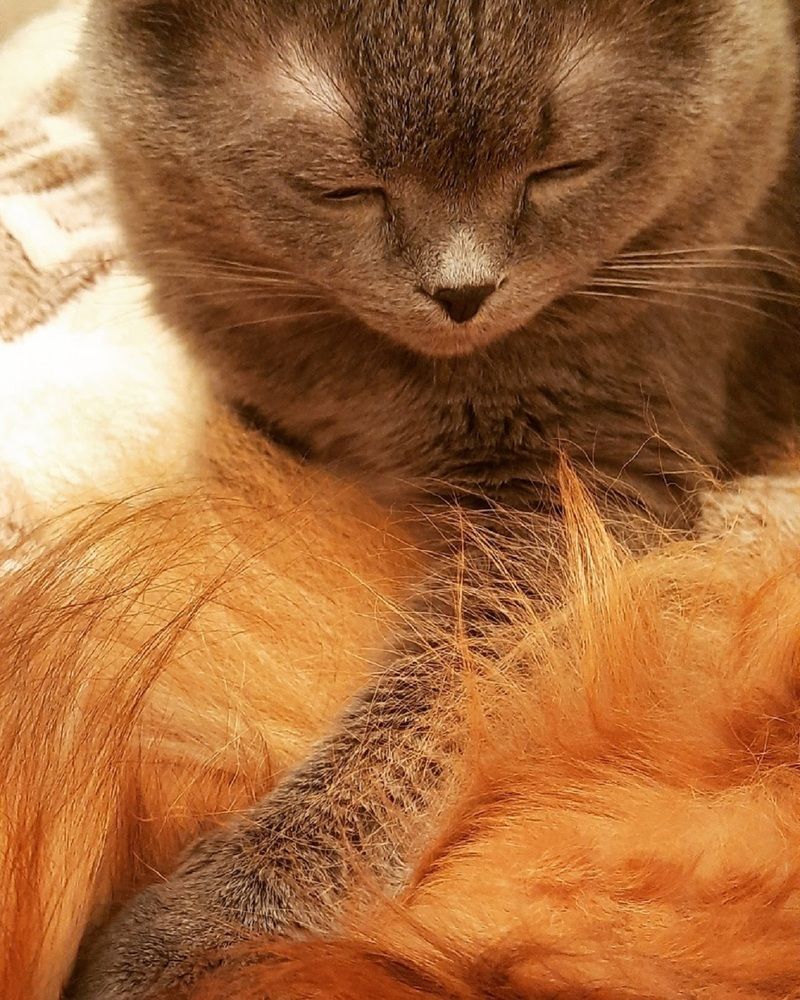 Спи спокойно Бемби, я рядом