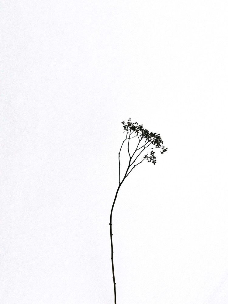 Photograph by Нафисет Хуажева