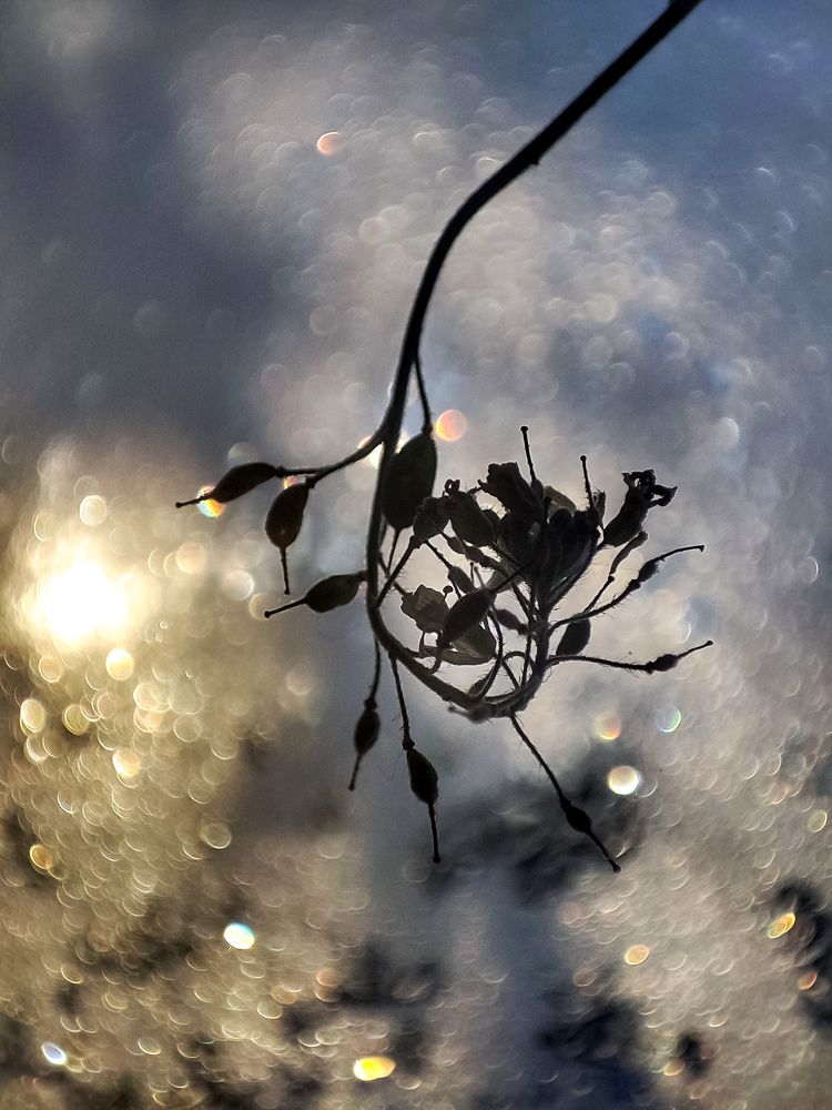 Photo #9995088