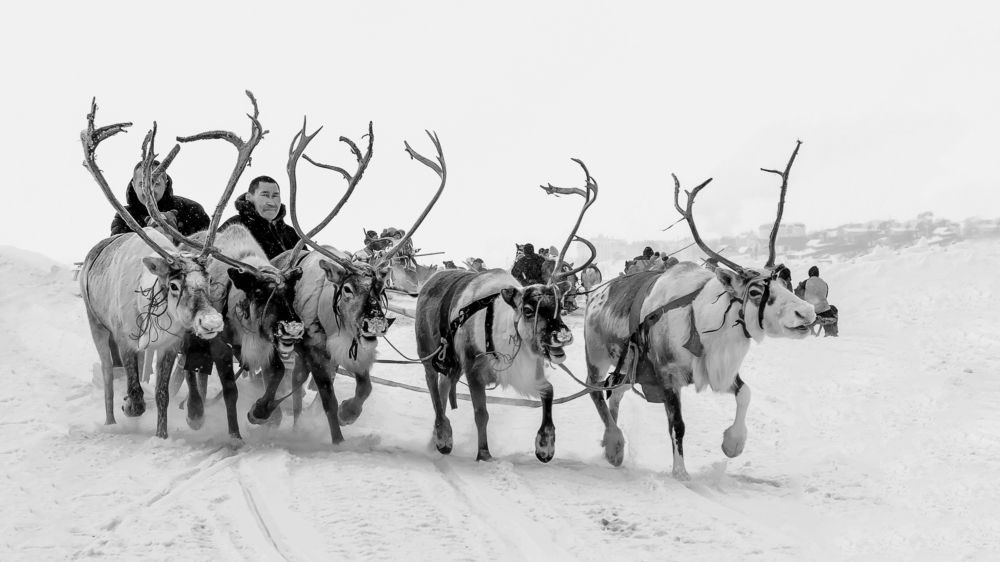 День Оленевода 2022. Гонки на оленьих упряжках