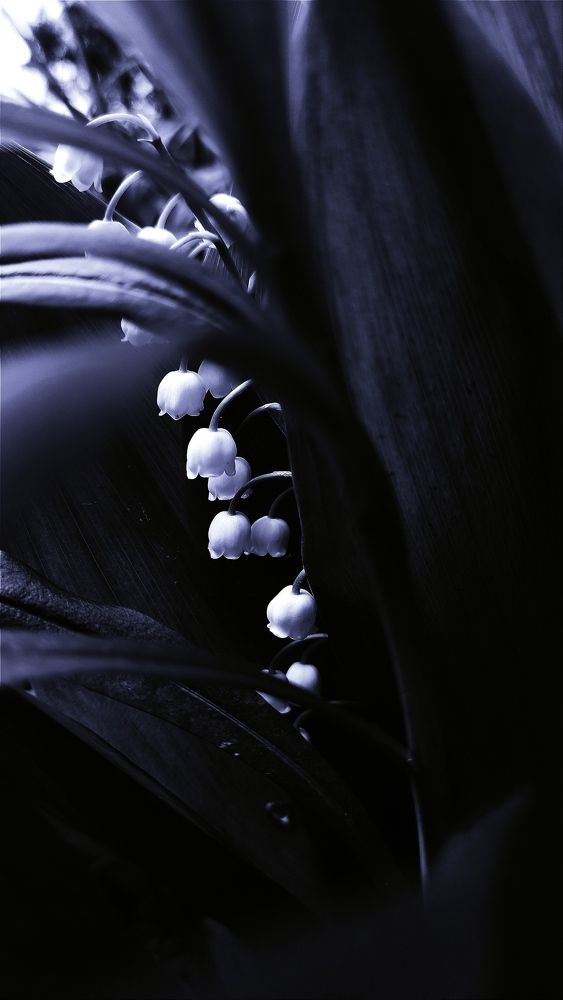 Фотография автора Васильева Ирина