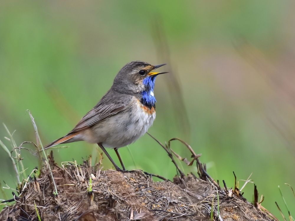 Photograph by Николай Абакумов