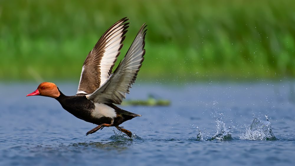 The red-crested pochard