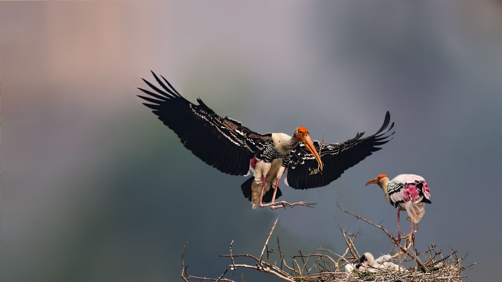 The painted stork