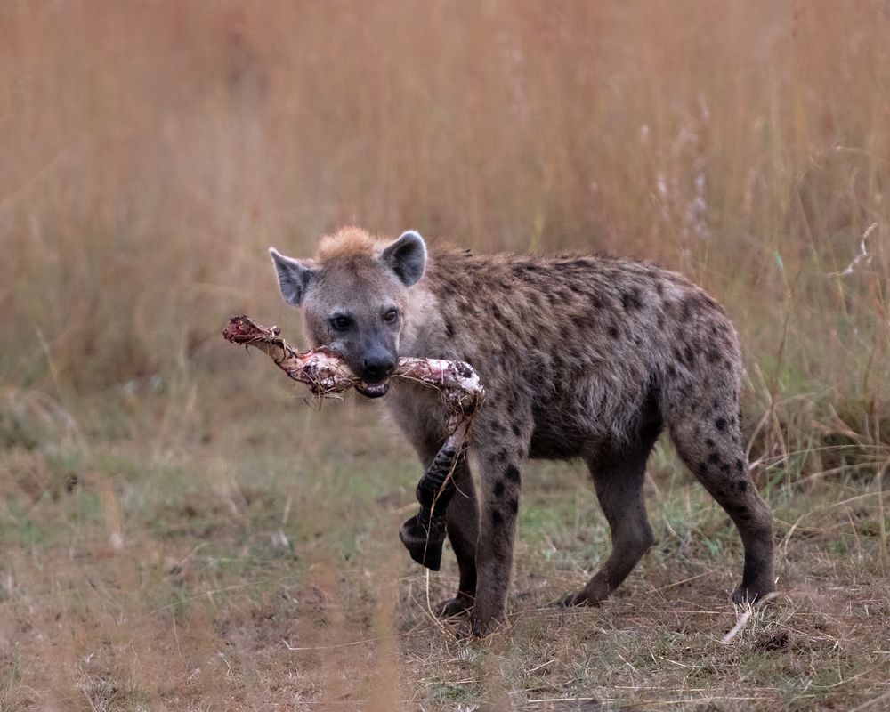 Photograph by Asis Ray