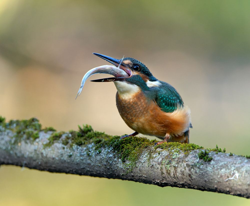 Photograph by Олег Есиков