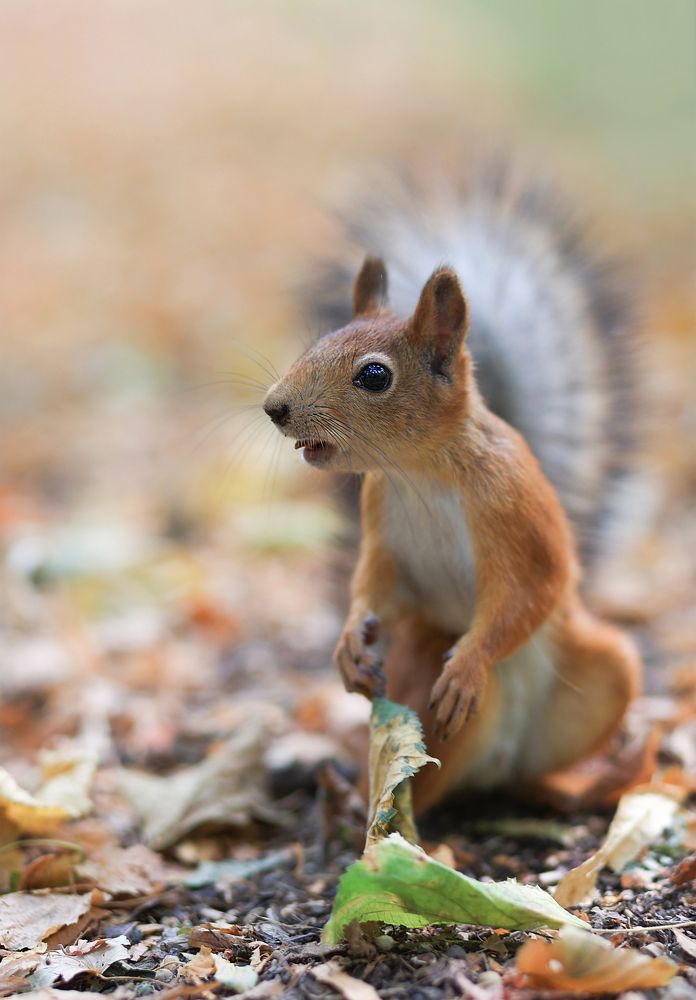 Photograph by Елена