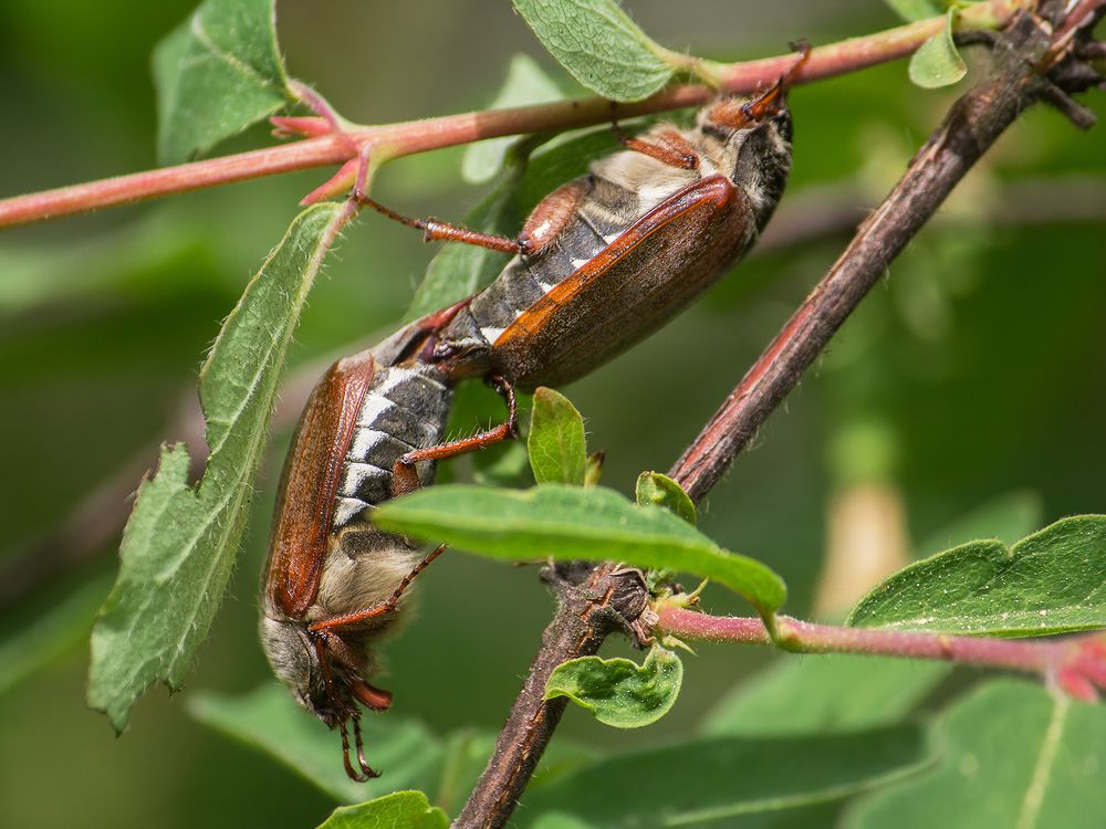 Фотография автора Борис Журавлёв