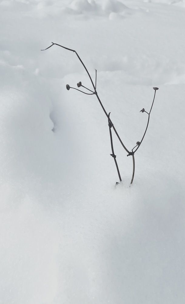 Photograph by Oxana Petlina