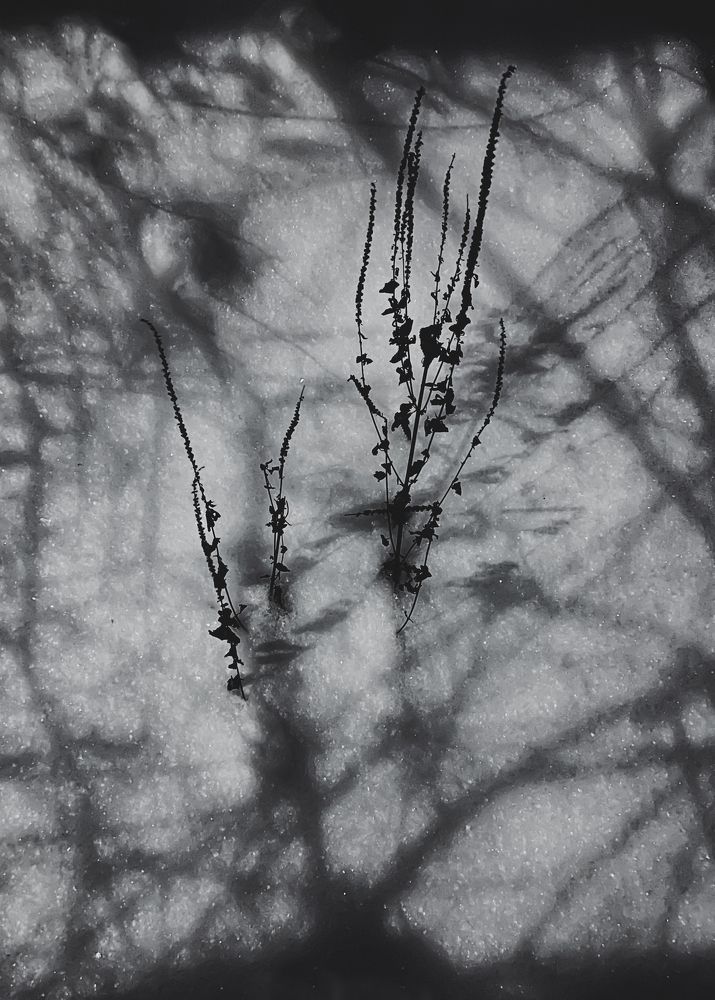 Photograph by Oxana Petlina