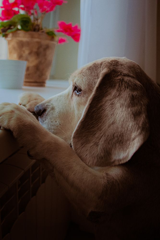 The dog misses his owner