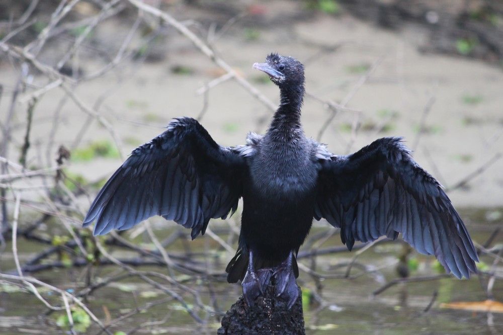 Photograph by Chandrahas Kurane