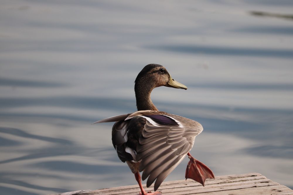 Photograph by Алексейчик Дмитрий