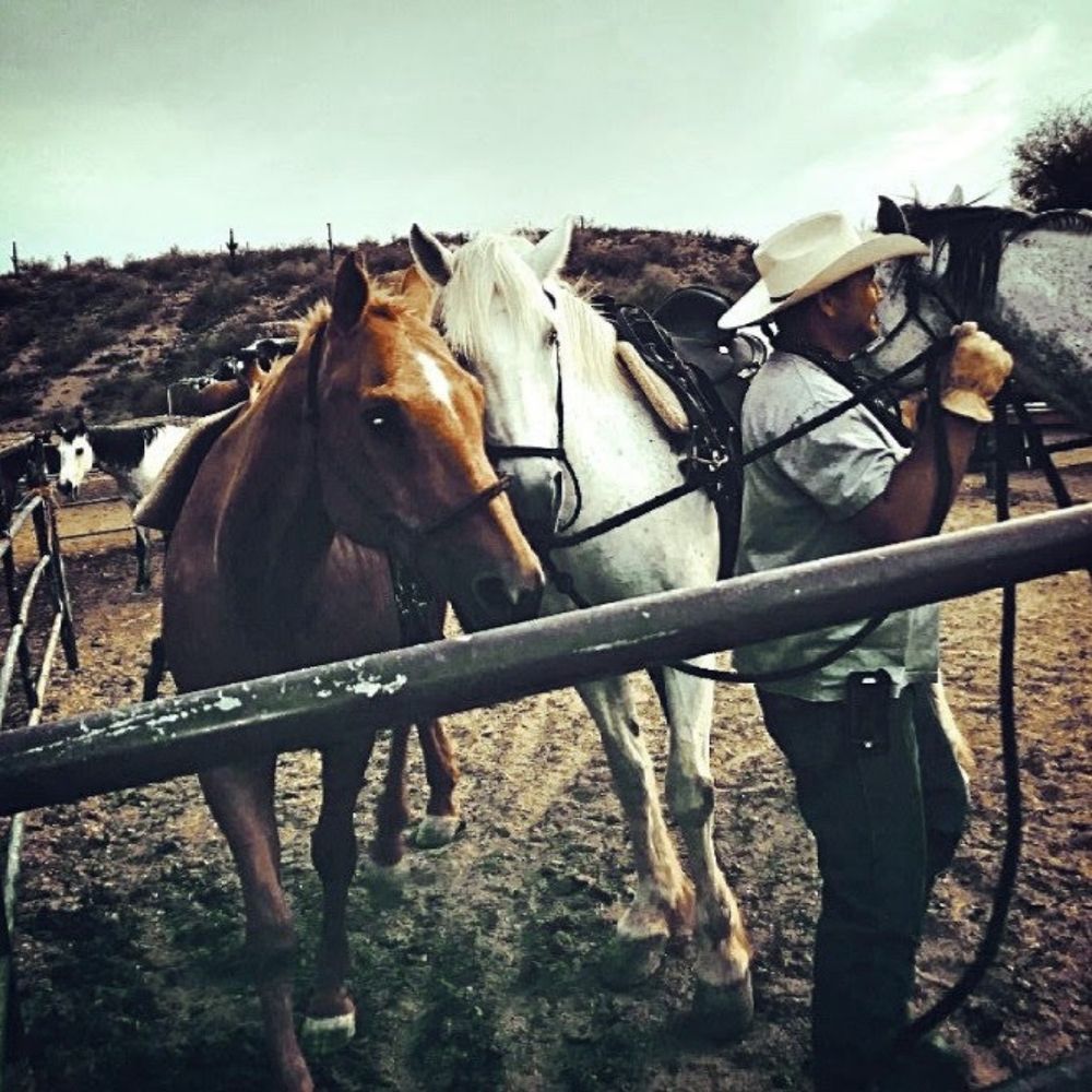 Man and his Horses