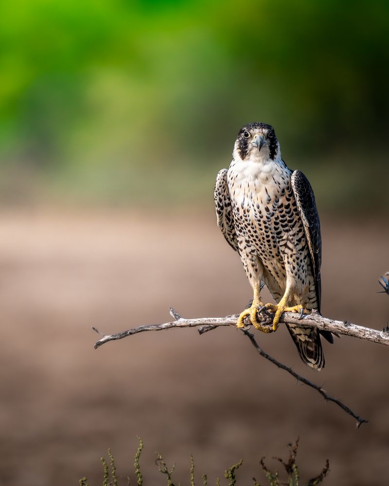 Фотография автора HITESH PATEL