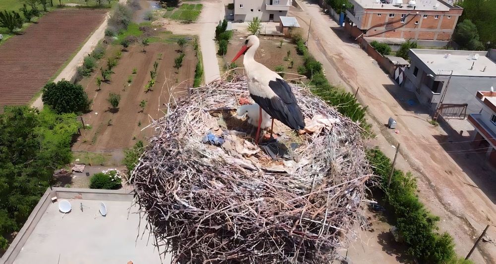Storks living on high voltage lines in village