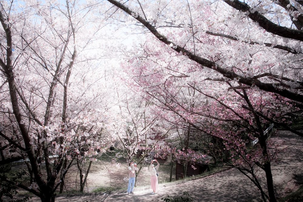 Cherry blossom viewing (HANAMI)