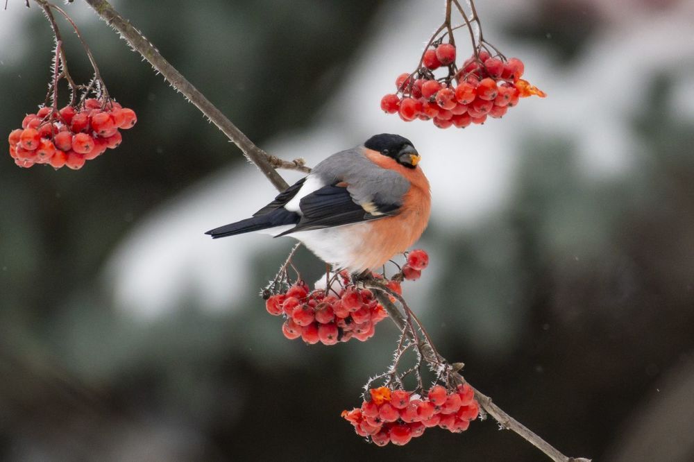 Photograph by Мария Долбич