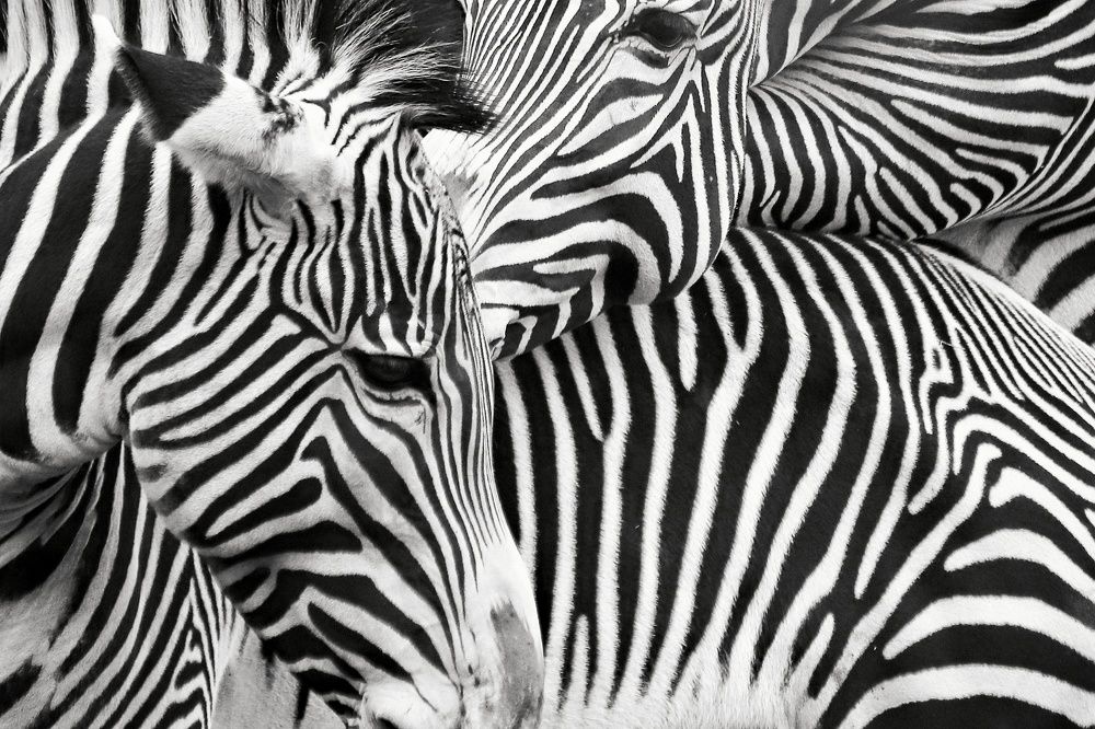 Фотография автора Елена Кириллова