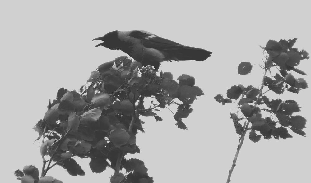 Photograph by Екатерина Филина