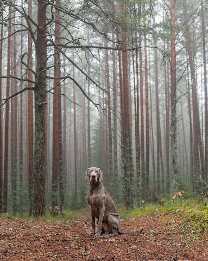 Photograph by Старикова Светлана