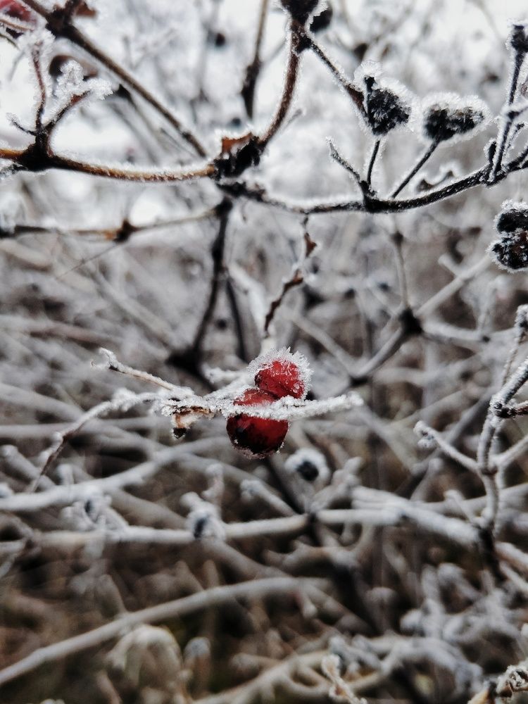 Photo #9998054