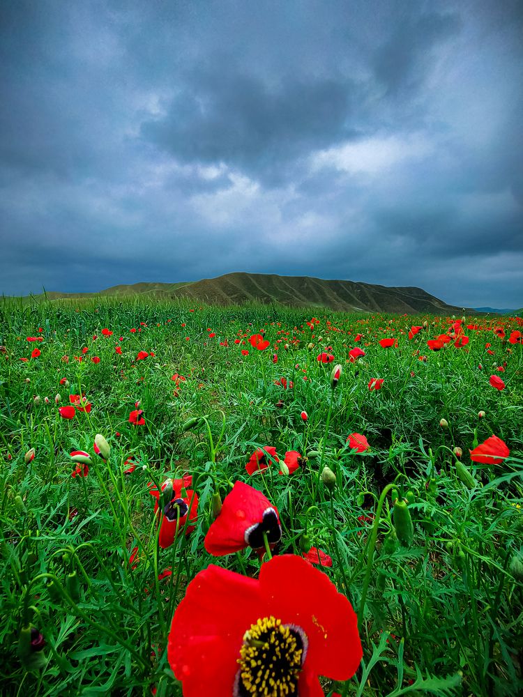 Photograph by Reza sharbaf