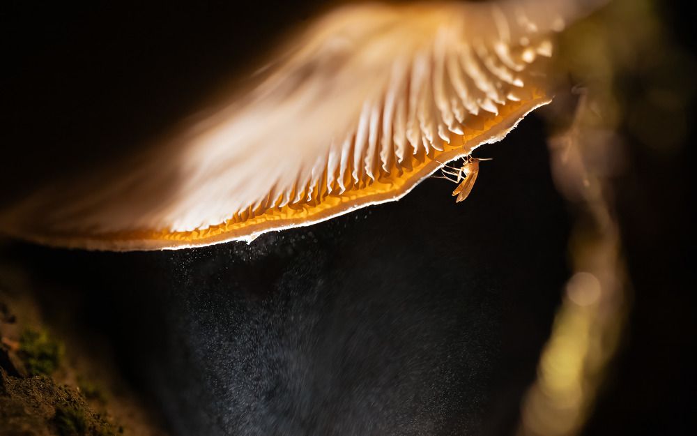 Photograph by Денис Пронин