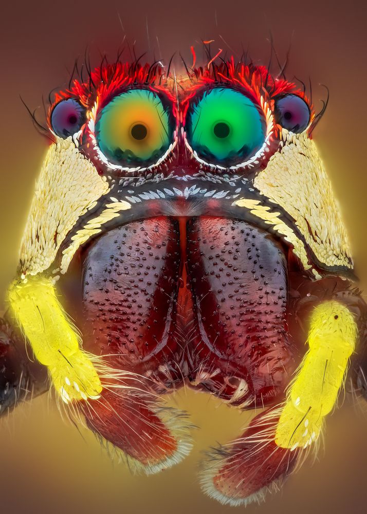 Portrait of the jumping spider
