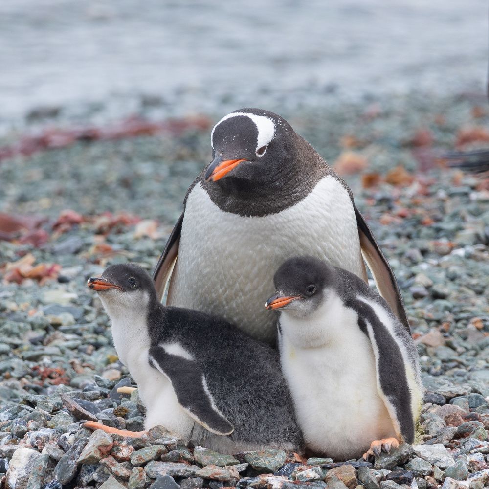 Photograph by Сергей Кошкин