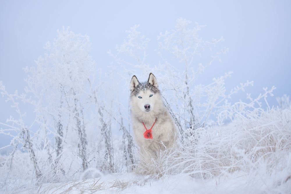 Фотография автора Мария Климова