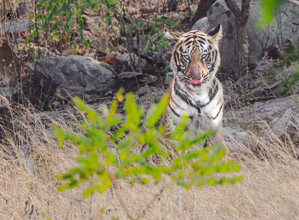 Photograph by Hardik Shah