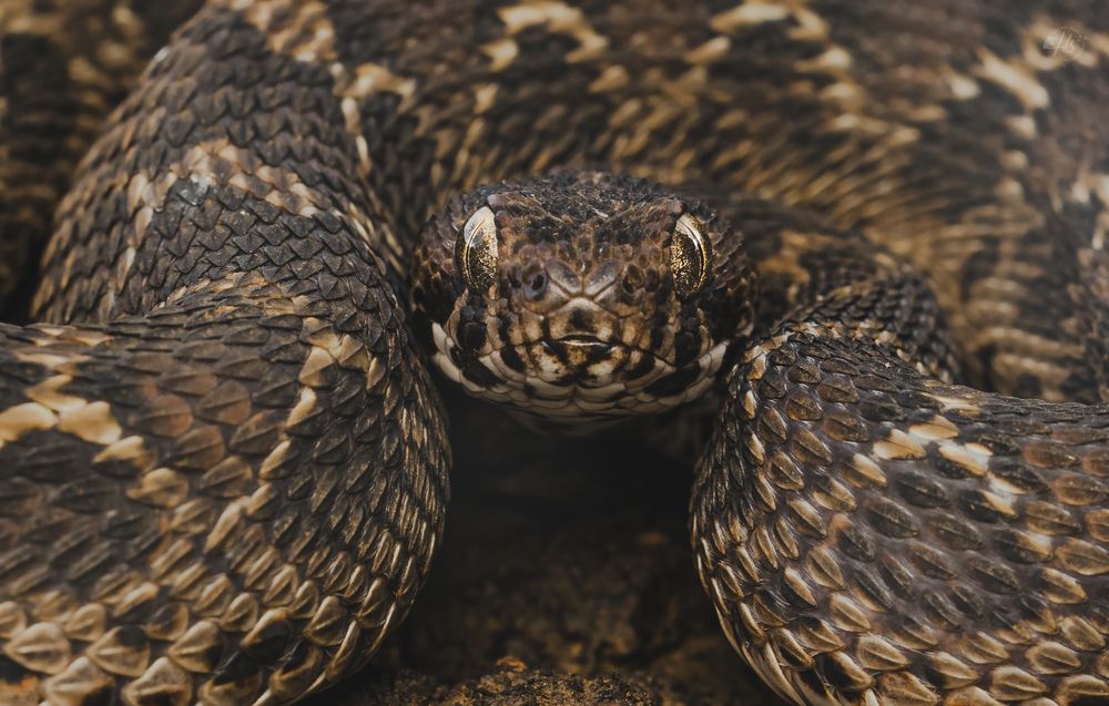 Photograph by Hardik Shah