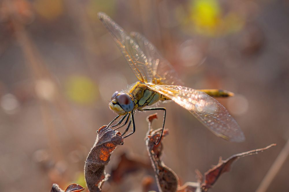 Фотография автора Ozgur Roger Sayitoglu
