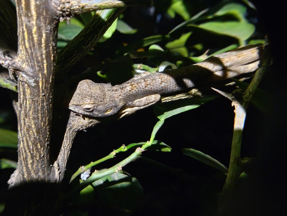 Indian Jungle Lizard