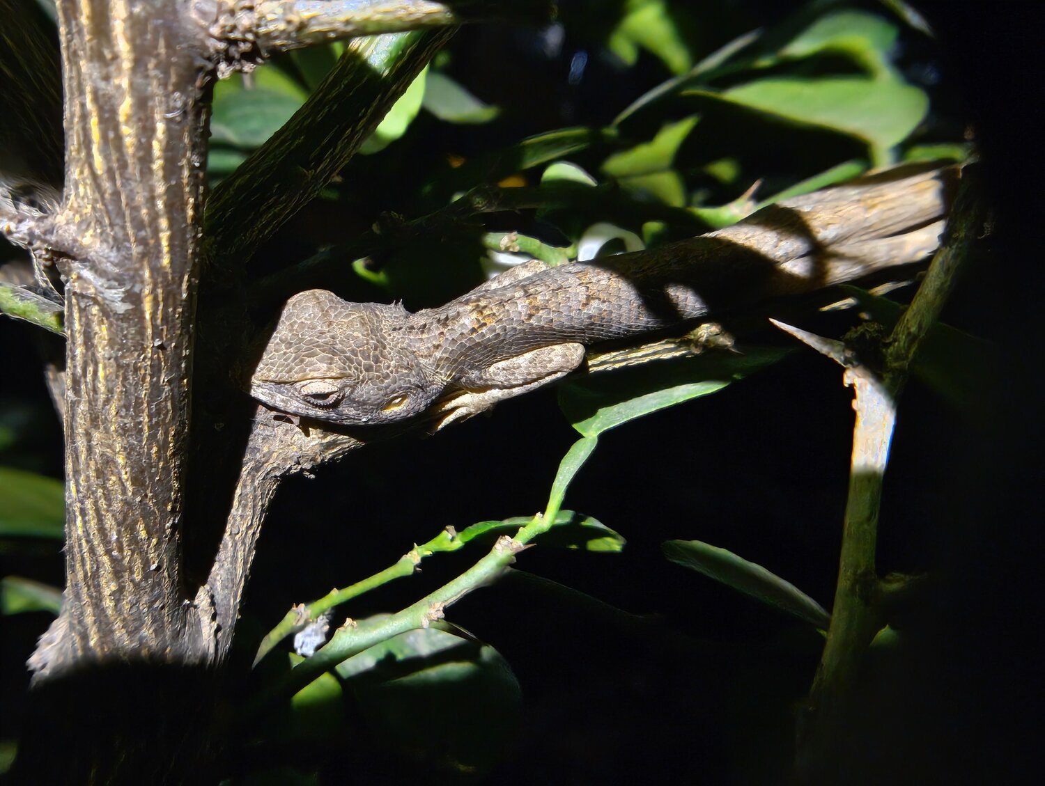 Indian Jungle Lizard