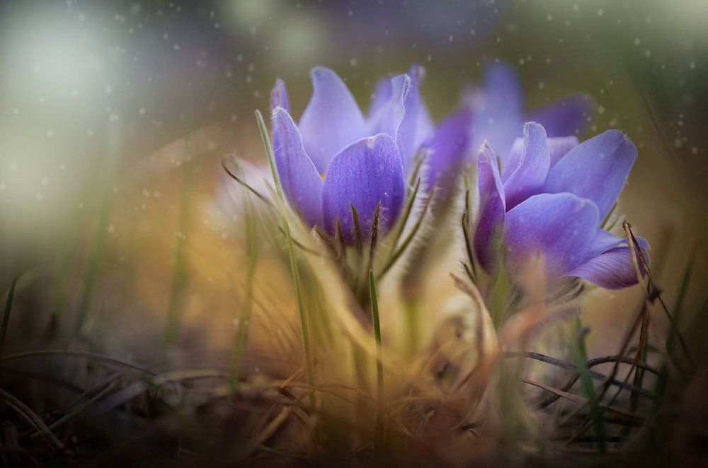 Первые весенние