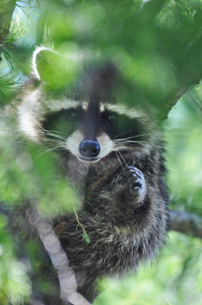 Дай лапу, друг..