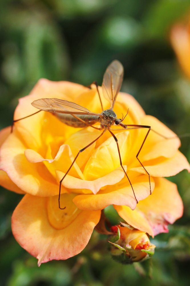 Моя прелесть..