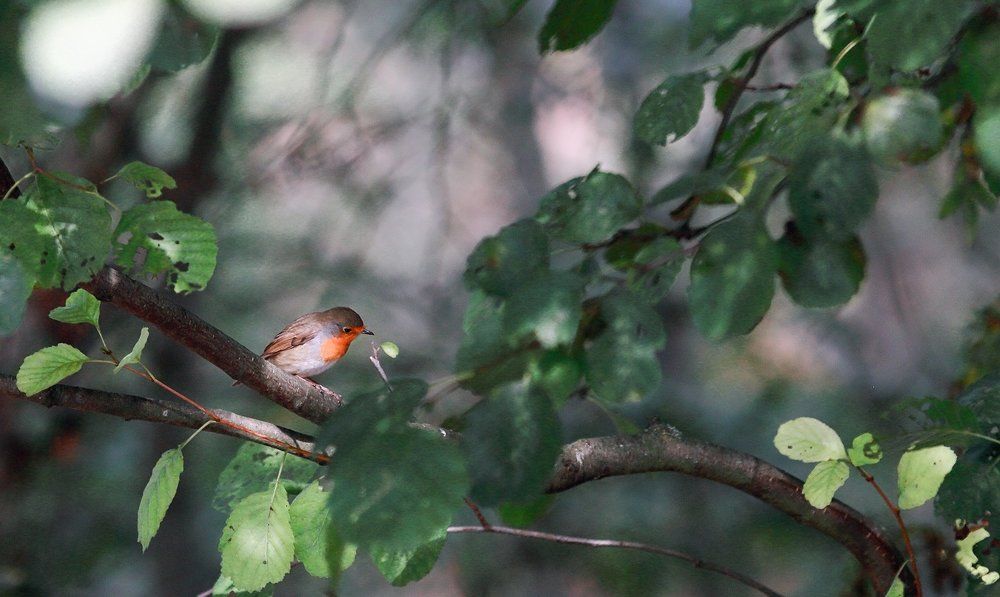 зарянка в ветвях орешника