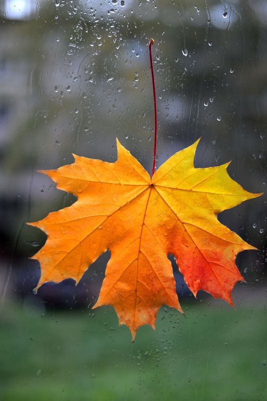 Алексей, Russia