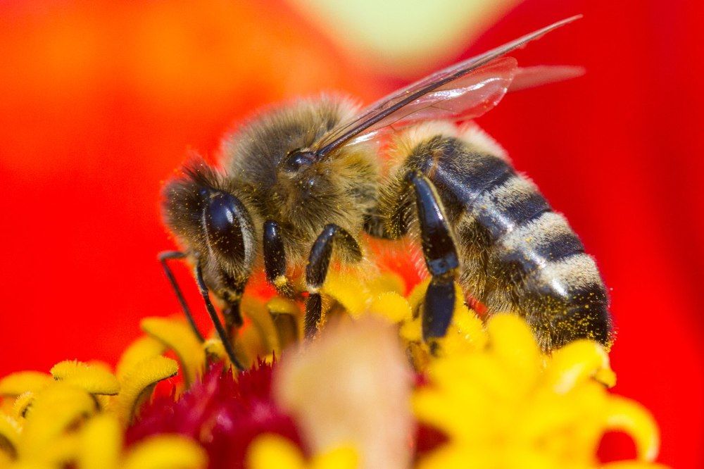 Медоносная пчела