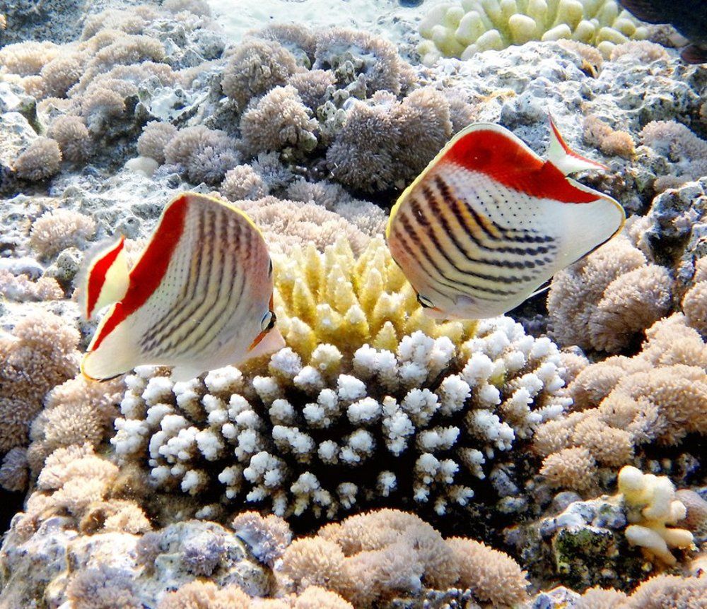 Chaetodon paucifasciatus - Crown butterflyfish - Красноспинная рыба-бабочка (Египет, Красное море)
