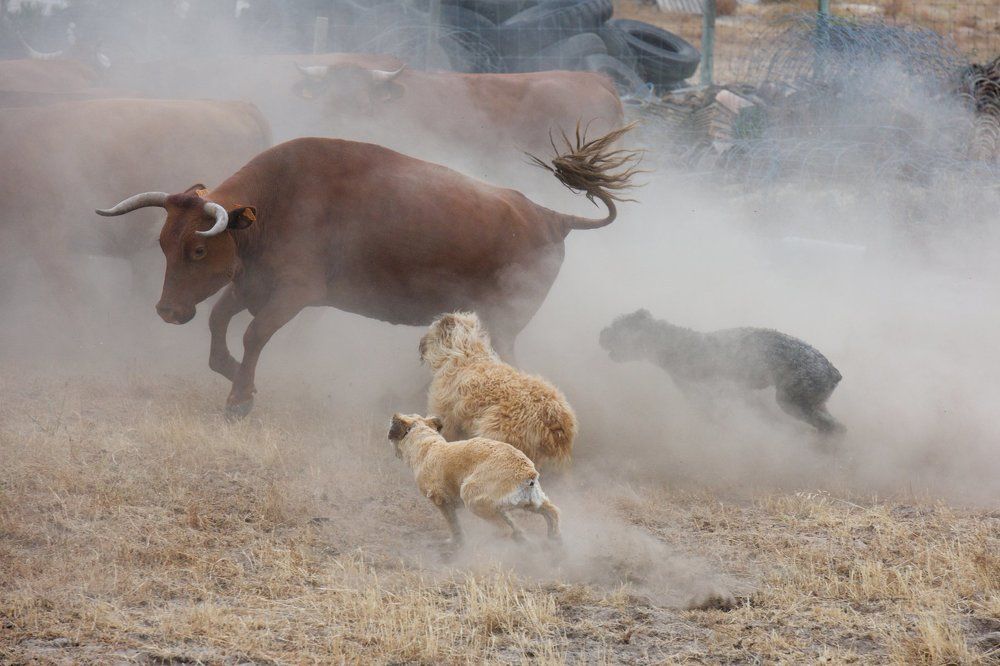 Barbado de Terceira at work