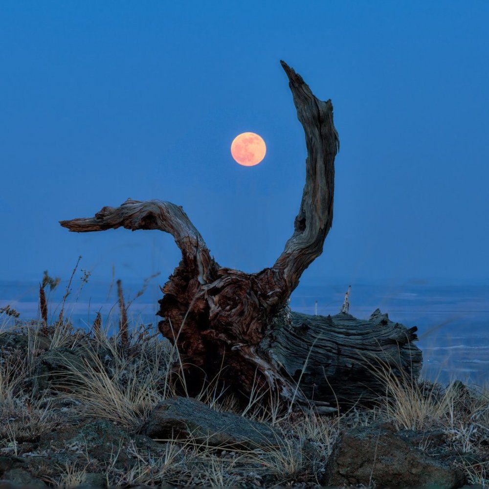 Лунный охотник