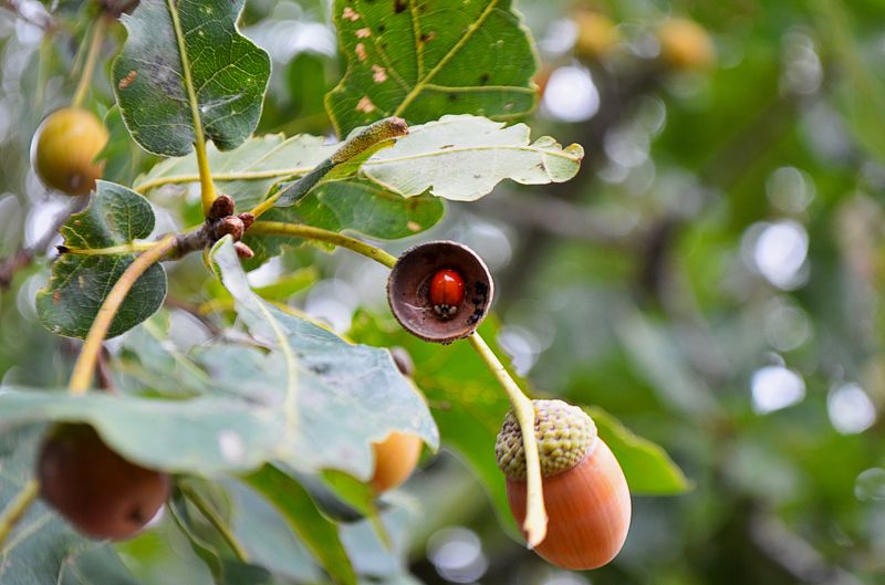 Andrey Stryhun, Belarus