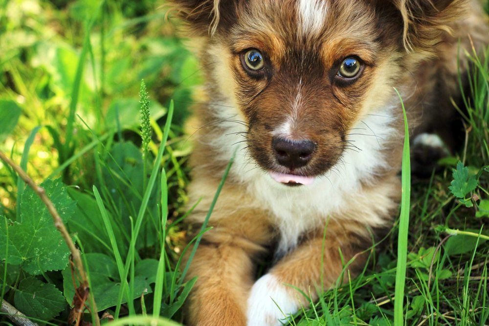 Любимый пес