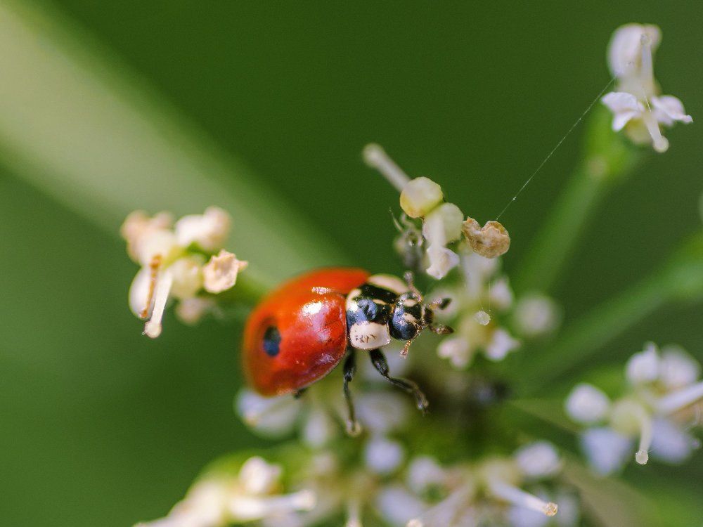 Божья коровка.