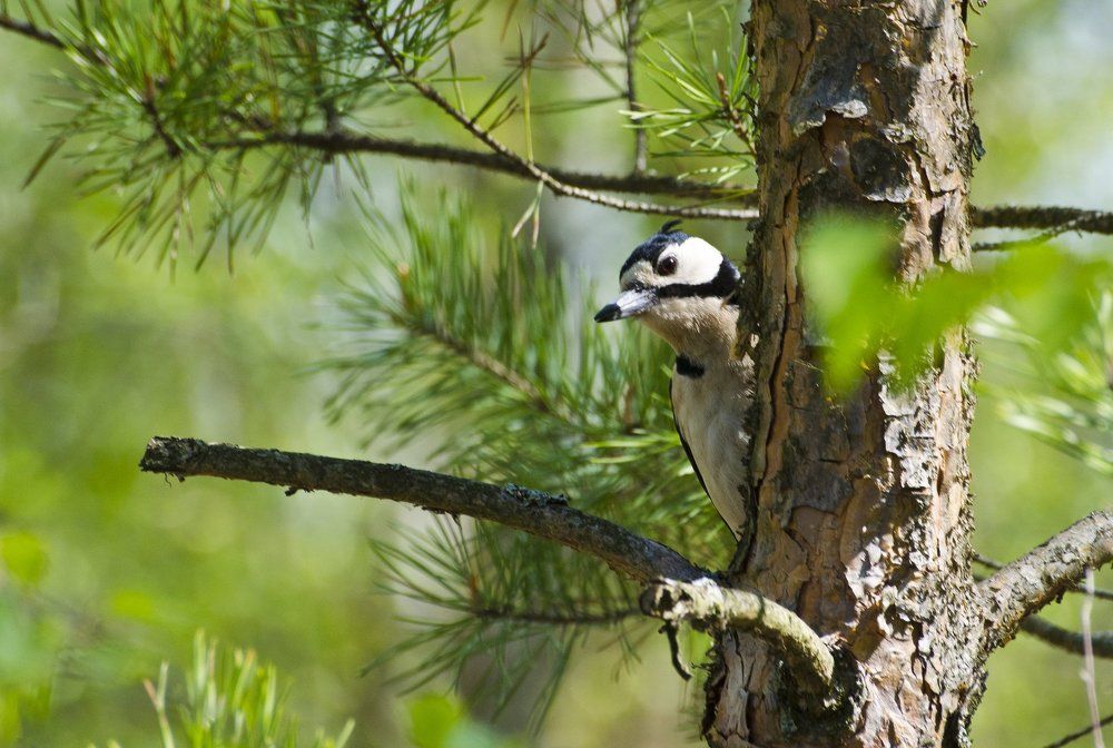 Любопытный дятел...