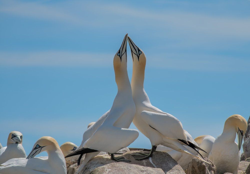 Любовь и Олуши